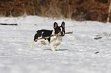BOULEDOGUE FRANCAIS 953